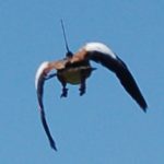 An Egyptian goose with an Argos PTT in flight