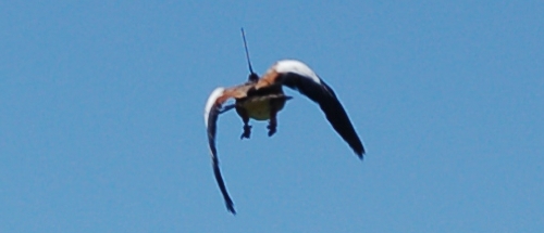 An Egyptian goose with an Argos PTT in flight