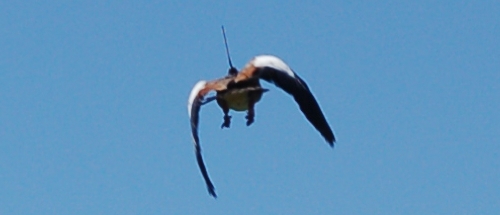 An Egyptian goose with an Argos PTT in flight (credit: G.S. Cumming) An Egyptian goose with an Argos PTT in flight (credit: G.S. Cumming)