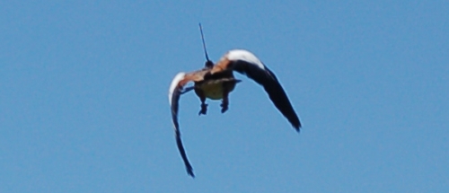 How do Egyptian geese find their way?