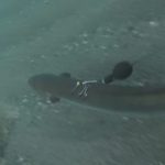 An eel in the sea with a pop-up tag (Credit G. Simon, Perpignan University)