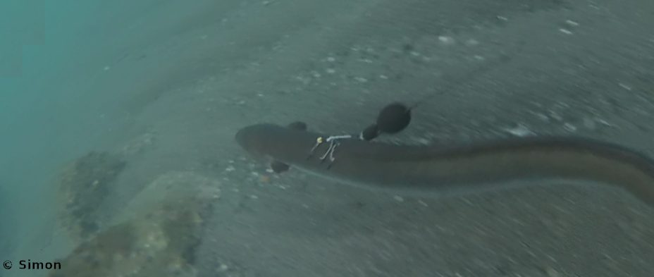 An eel in the sea with a pop-up tag