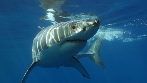 great white shark