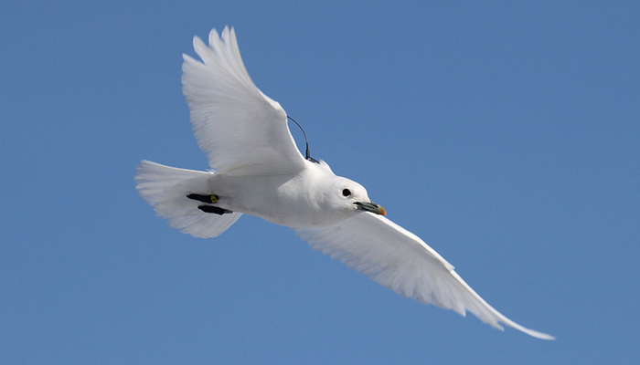 ivory gull