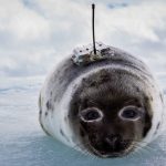 a juvenile harp seal with an Argos PTT (credit W.J. Grecian, SMRU)