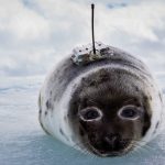 a juvenile harp seal with an Argos PTT