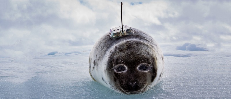 a juvenile harp seal with an Argos PTT