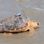 A loggerhead turtle being released with an Argos PTT