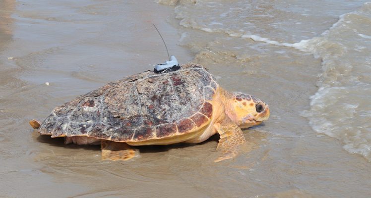 Turtles in the Bay of Biscay