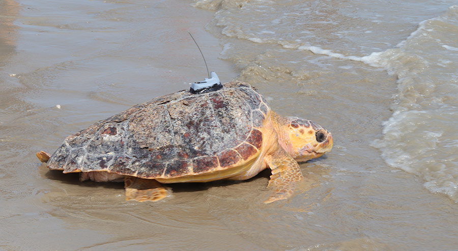 A loggerhead turtle being released with an Argos PTT