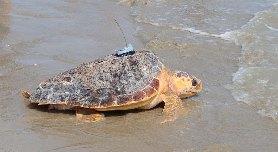 A loggerhead turtle being released with an Argos PTT ((c)Océane Cottier_Aquarium La Rochelle SAS) A loggerhead turtle being released with an Argos PTT