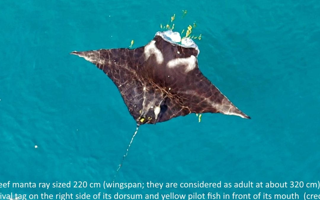 A nursery for juvenile reef manta rays