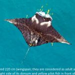 a female juvenile reef manta ray