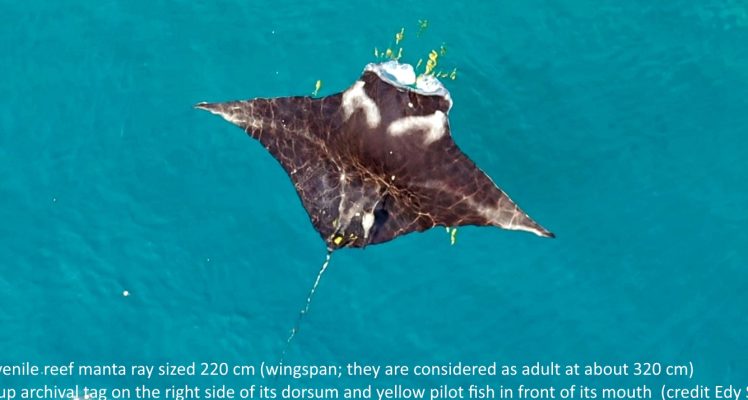A nursery for juvenile reef manta rays