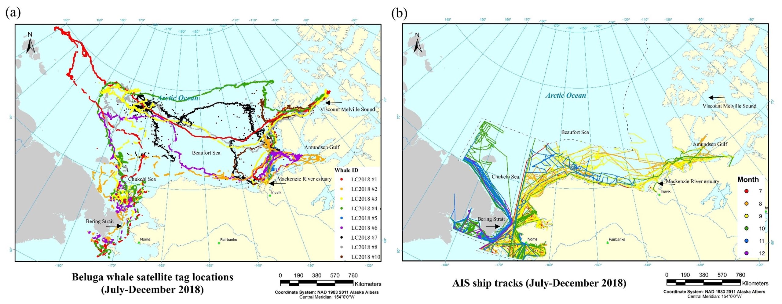 Left, Map of the locations of the nine tagged belugas during July–December 2018. Colors code individual whale. Right, Map of the ship track-lines derived from automatic identification systems (AIS) data during the same period (Ship track-lines color coded by month) (from [Martin et al., 2022]).