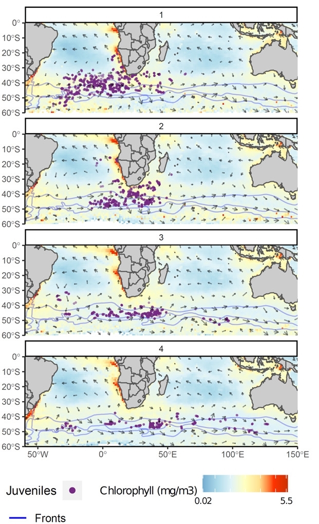 Locations of juvenile grey-headed albatrosses tracked from Bird Island (South Georgia) in 2018 and 2019 during their first four months at sea