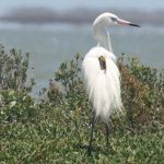 A reddish egret with an Argos PTT