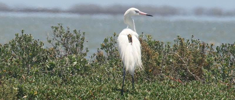 A reddish egret with an Argos PTT