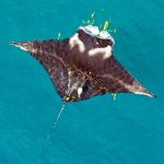 a female juvenile reef manta ray sized 220 cm (wingspan; they are considered as adult at about 320 cm) with a pop-up archival tag on the right side of its dorsum and yellow pilot fish in front of its mouth  (credit Edy Setyawan)