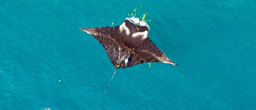 A nursery for juvenile reef manta rays