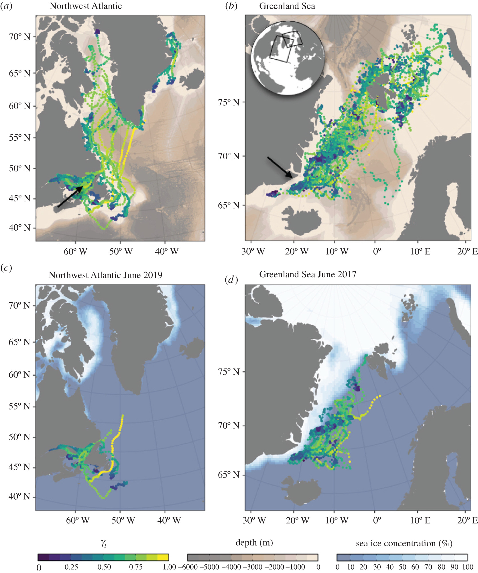 Migratory paths for Northwest Atlantic and Greenland Sea juvenile harp seals tagged in 2019 and 2017, respectively, overlaid on bathymetry