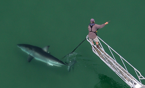 Tagging a shark