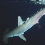 a smooth hammerhead shark with an Argos-transmitted pop-up archival tag