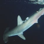 a smooth hammerhead shark with an Argos-transmitted pop-up archival tag (credit J. Fontes)