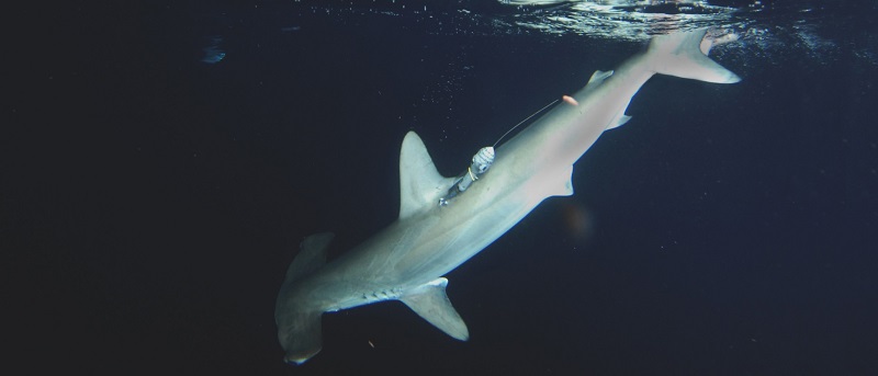 a smooth hammerhead shark with an Argos-transmitted pop-up archival tag (credit J. Fontes)
