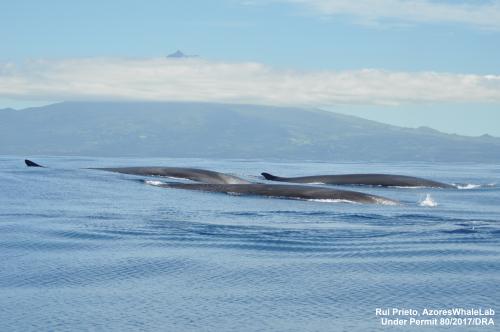 tracking whales in the North Atlantic