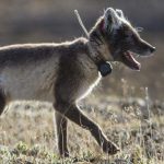 an arctic fox with an Argos PTT in summer (credit Nicolas Bradette)