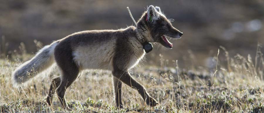 an arctic fox with an Argos PTT in summer (credit Nicolas Bradette) an arctic fox with an Argos PTT in summer (credit Nicolas Bradette)