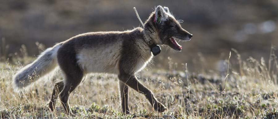 an arctic fox with an Argos PTT in summer (credit Nicolas Bradette)