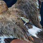 an equipped black-tailed godwit