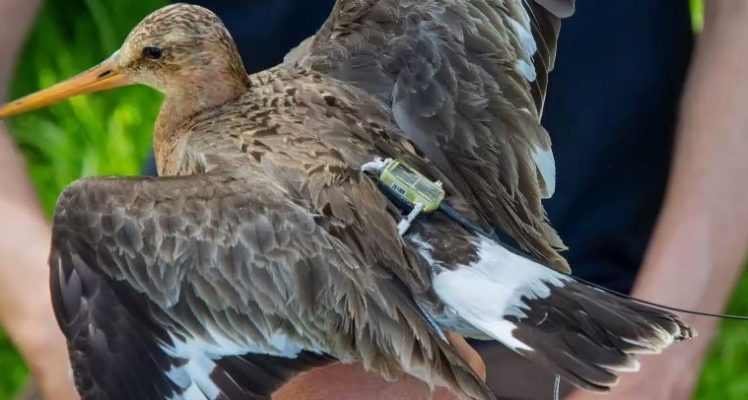 Black-tailed godwits are breeding in areas of intensive agriculture