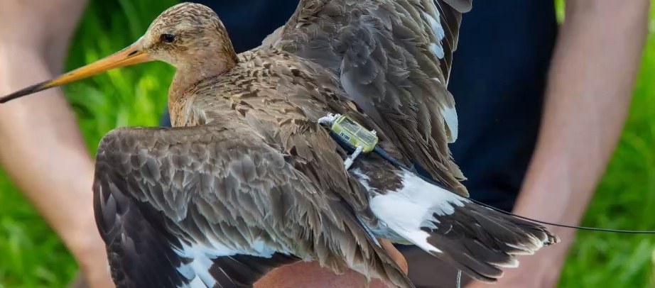 Black-tailed godwits are breeding in areas of intensive agriculture