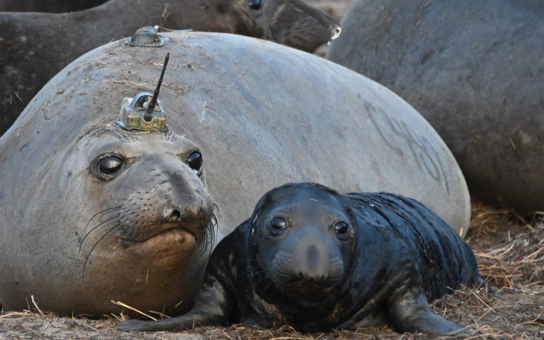 Tracking northern elephant seals in ocean eddies