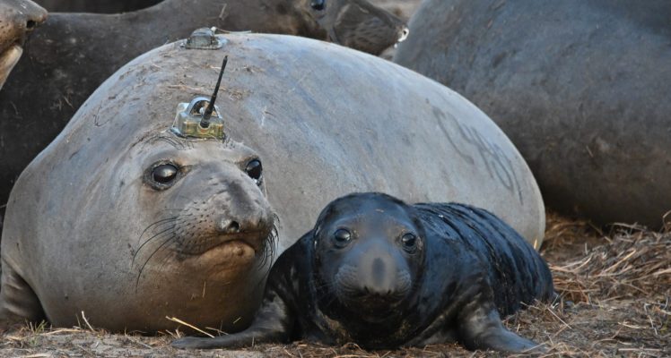 Tracking northern elephant seals in ocean eddies