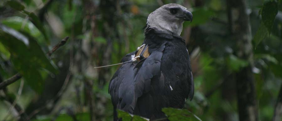 Rehabilitated adult Harpy Eagle with an Argos satellite transmitter after release at Soberania National Park in Panama @ Angel Muela. Rehabilitated adult Harpy Eagle with an Argos satellite transmitter after release at Soberania National Park in Panama @ Angel Muela.