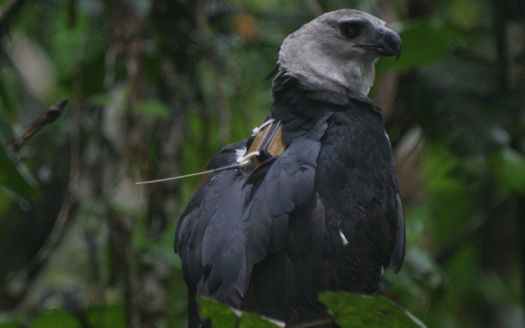 Selecting sites for Harpy Eagles’ releases