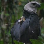 Rehabilitated adult Harpy Eagle with an Argos satellite transmitter