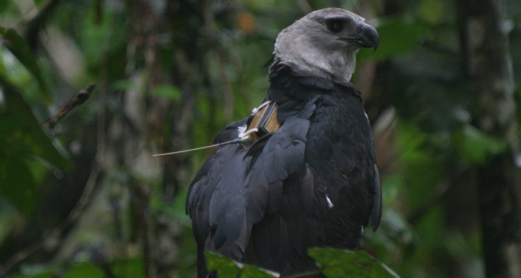 Selecting sites for Harpy Eagles’ releases