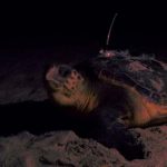 Nesting female tagged by night (source "Abalo-Morla S (2023) Habitat use and distribution of loggerhead sea turtle (Caretta caretta) in the Mediterranean Sea: Implications for marine planning strategies. PhD thesis. Universitat Politècnica de València – Gandia Campus")