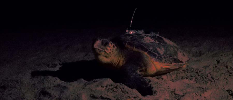 Loggerhead turtles and Mediterranean Marine Protected Areas