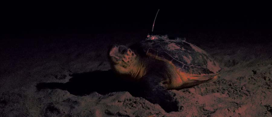 Nesting female tagged by night (source "Abalo-Morla S (2023) Habitat use and distribution of loggerhead sea turtle (Caretta caretta) in the Mediterranean Sea: Implications for marine planning strategies. PhD thesis. Universitat Politècnica de València – Gandia Campus")
