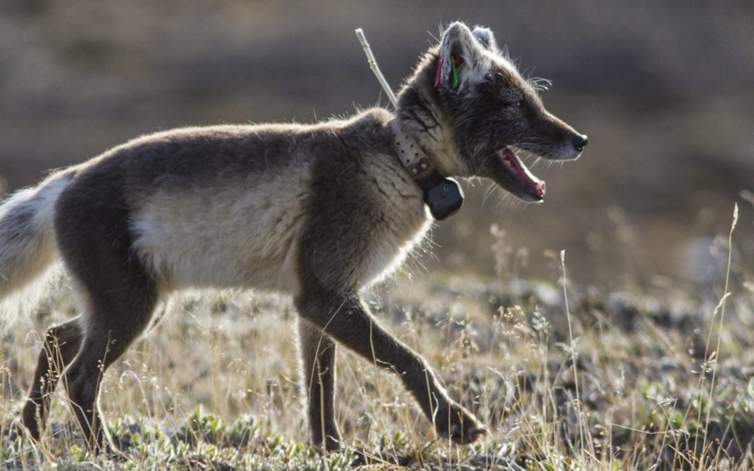 Why Arctic foxes travel long distances?