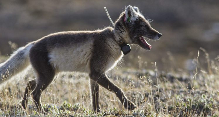 Why Arctic foxes travel long distances?