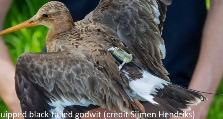 Black-tailed godwits are breeding in areas of intensive agriculture