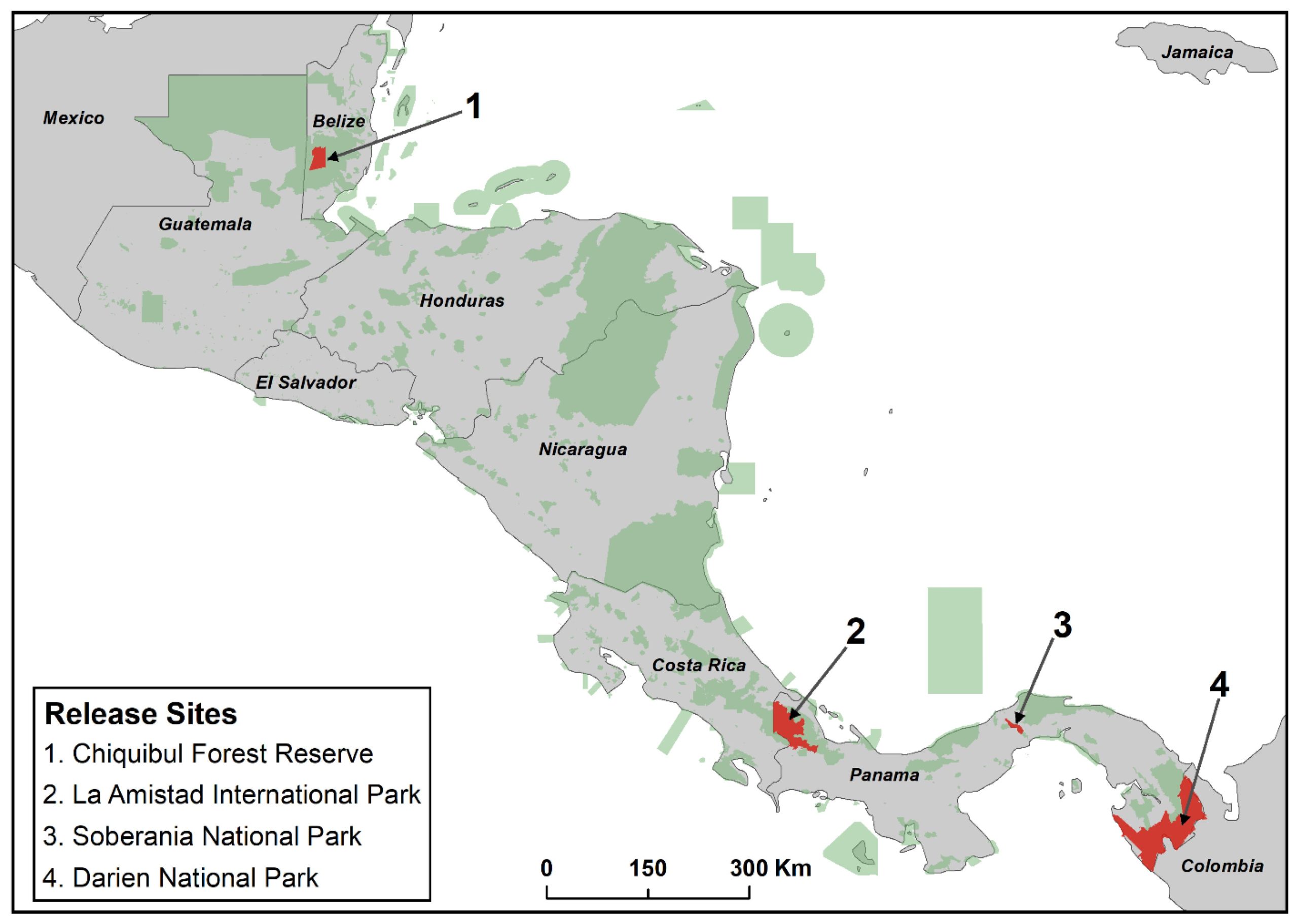 Location of release sites of Harpy Eagles in Central America