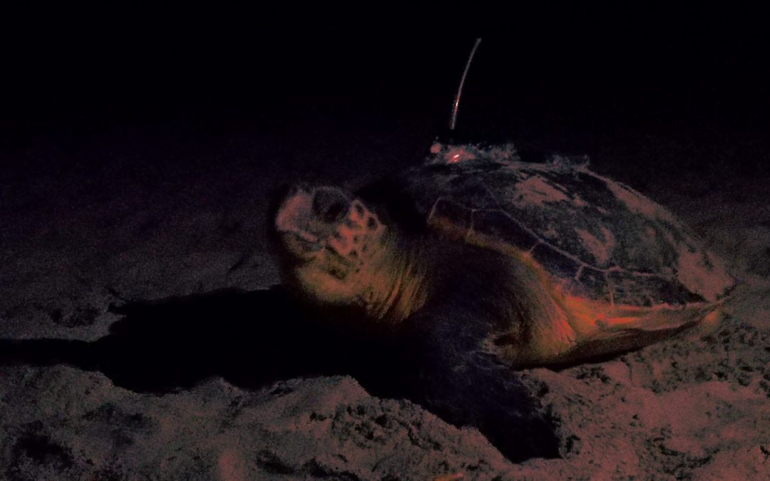 Loggerhead turtles and Mediterranean Marine Protected Areas